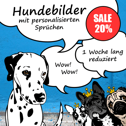 Ein Hund Zu Cool Fur Ballspiele Lustige Bilder Auf Spass Net